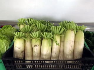 お土産の野菜